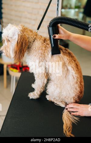 Vertical shot of female groomer drying hair with hair dryer of curly Labradoodle dog after bathing in grooming salon. Stock Photo