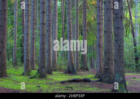 Evergreen pine forest. Green moss, lichen and other plants on the ground. Poland Stock Photo