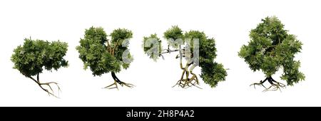 Cupressus bushes with roots, set of small plants isolated on white background Stock Photo