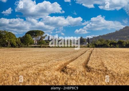 Relaxation in wonderful summer autumn landscape with golden ripening wheat field, blue cloudy sky, sun beautiful sunlight. idyllic agriculture nature Stock Photo