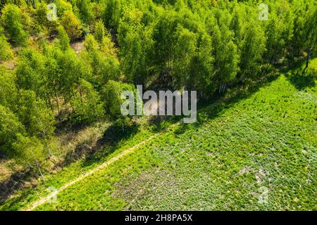 Top down view of an evergreen forest in early summer with a dirt road. New growth is visible on the outer edges of the trees Stock Photo