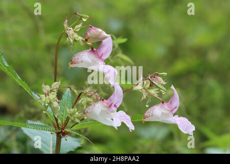close-up of the delicate pink flowers of Impatiens glandulifera against a green blurred background