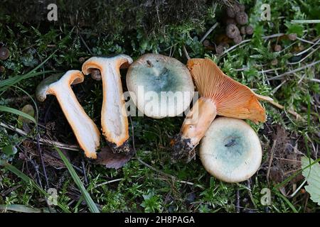 Lactarius deterrimus, known as false saffron milkcap or orange milkcap, wild edible mushroom from Finland Stock Photo