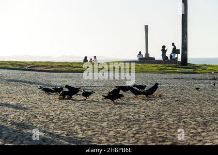 Salvador, Bahia, Brazil - July 29, 2021: Pigeons on the square floor eating corn. In the background tourists strolling through Farol da Barra. Stock Photo