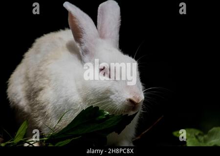 A cute rabbit eating the green grass in the morning Stock Photo