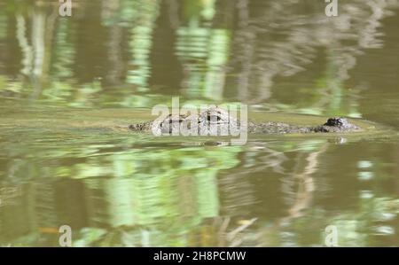 A West African crocodile (Crocodylus suchus) swims in a creek waiting for scraps from a local restaurant. Marakissa, The Republic of the Gambia. Stock Photo