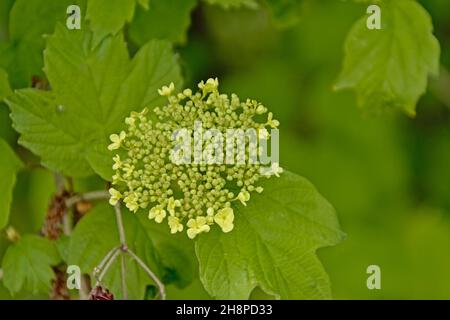 Smooth hydrangea flowers closeup - Hydrangea arborescens Stock Photo