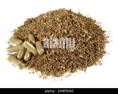 Dried Cistus Leaf with Capsules isolated on white Background Stock Photo