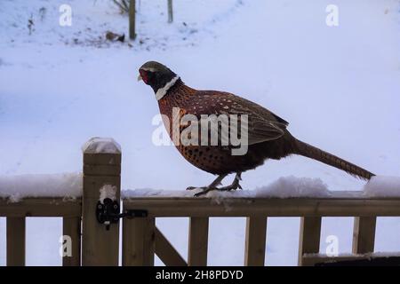 Male pheasant on wooden fence against snowy background Stock Photo