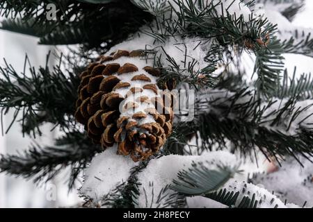 A pine cedar cone hangs from a green Christmas tree all covered with snow. Close-up of the cone. Stock Photo