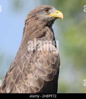 Close=up portrait of a yellow-billed kite (Milvus aegyptius). Kotu, The Republic of the Gambia. Stock Photo