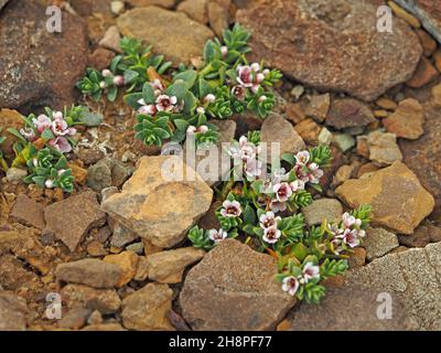 tiny pink flowers of sea milkwort (Lysimachia maritima) hairless fleshy creeping perennial growing on exposed clifftop rock in Orkney, Scotland, UK Stock Photo