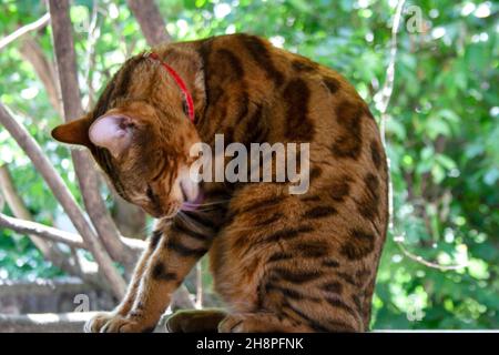 Brown Bengal cat licking itself in the backyard garden Stock Photo
