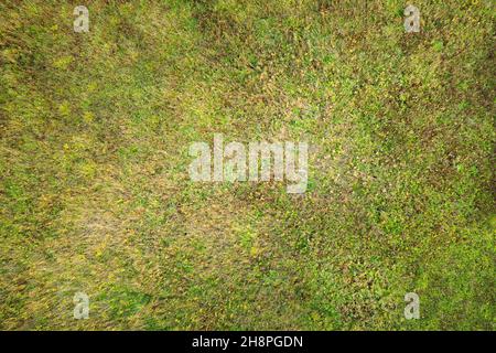 Green natural grass top aerial view. Background and texture Stock Photo