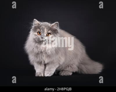 Fantastic fluffy tortie British Longhair cat kitten, standingside ways. Looking away from camera with orange eyes. Isolated on a black background. Stock Photo