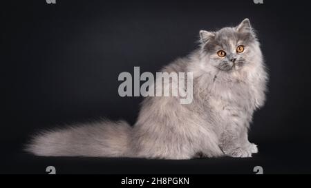 Fantastic fluffy tortie British Longhair cat kitten, sitting up side ways. Looking towards camera with orange eyes. Isolated on a black background. Stock Photo