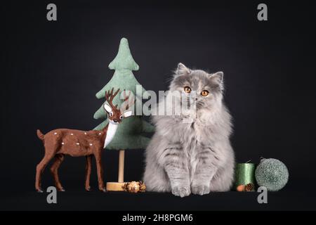 Fantastic fluffy tortie British Longhair cat kitten, sitting inbetween winter decorations. Looking towards camera with orange eyes. Isolated on a blac Stock Photo