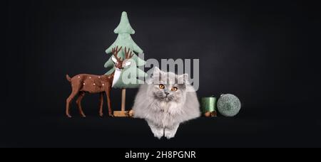 Fantastic fluffy tortie British Longhair cat kitten, laying down inbetween winter decorations. Looking towards camera with orange eyes. Isolated on a Stock Photo