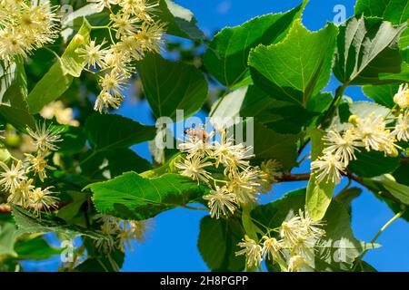 Linden flowers on branches in green leaves against a background of blue sky. Summer bloom. Stock Photo