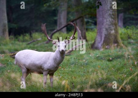 1 white albino fallow deer (Dama dama, damwild). The animal stands on a green meadow in the forest between the trees. Wildlife.