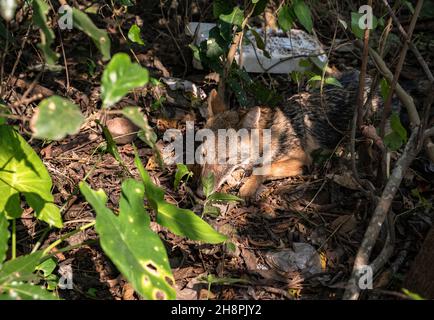 A wild Golden Jackal (Canis aureus) is spotted in a weak and exhausted semi-conscious state in a forest at Tehatta. Golden jackals, which are found in South Asia, Southeast and Southwest Asia and Southwest Europe, are unfortunate victims of hunting and wildlife trafficking, while often falling prey to man-animal conflict and highway accidents. They are protected under Schedule II of the Wildlife Protection Act, 1972. West Bengal, India. Stock Photo
