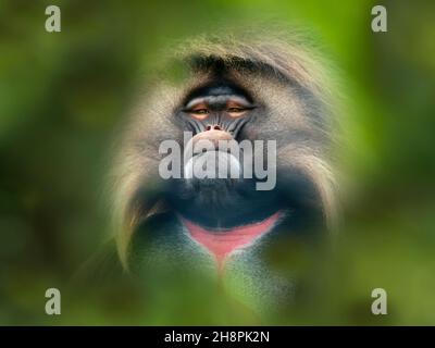 Gelada Baboon Theropithecus gelada portrait Stock Photo