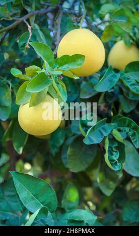 Pomelo citrus fruits hanging on a tree with leaves on background, vertical shot Stock Photo