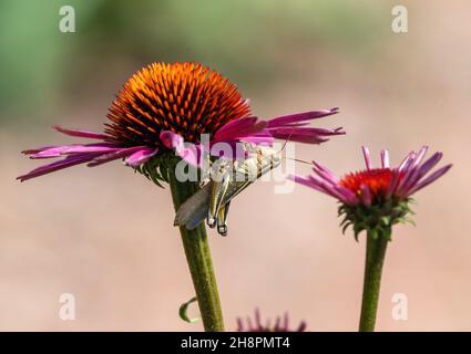 Closeup of a large Grasshopper of the Two-Striped variety, tucked under a pink Echinacea flower bloom. Stock Photo