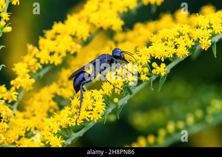 Closeup of a Great Black Wasp on a yellow Goldenrod flower stalk. Stock Photo