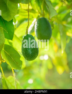 Two avocado fruits hanging on a tree, selective focus Stock Photo