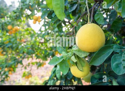 Pomelo fruits closeup on a tree branch in citrus fruits garden, selective focus Stock Photo
