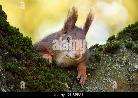 Eurasian red squirrel on a tree (Sciurus vulgaris) Stock Photo