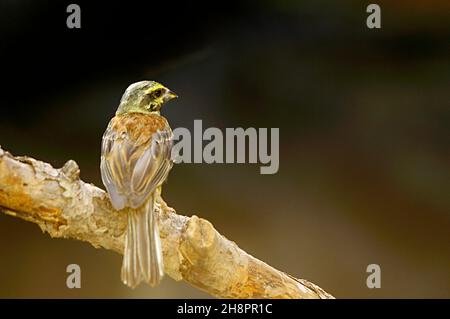 Emberiza cirlus - El escribano soteno o es un ave passeriforme de la familia Emberizidae. Stock Photo
