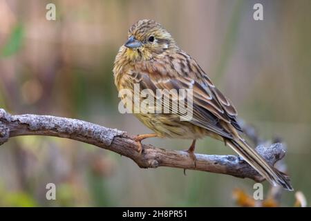 Emberiza cirlus - El escribano soteno o es un ave passeriforme de la familia Emberizidae. Stock Photo