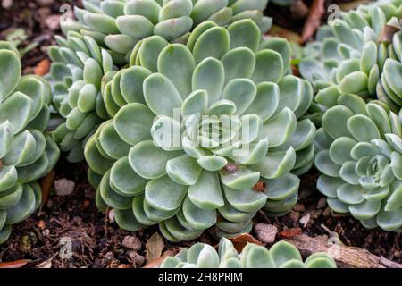 Echeveria elegans Rose succulent Stock Photo