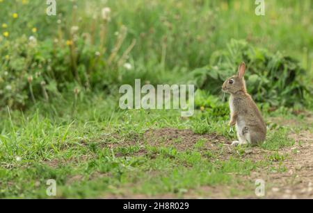 Wild, native young rabbit (Oryctolagus cuniculus) sat at the edge of a field margin and alert to danger on a Summer's day in North Yorkshire, England, Stock Photo