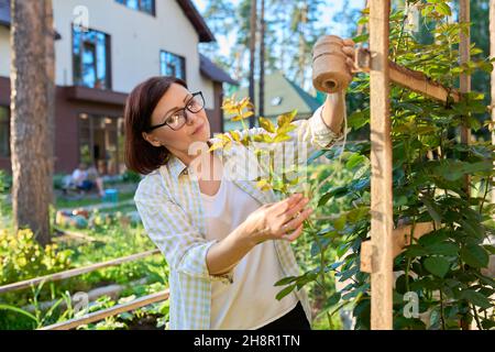 Woman caring for a climbing rose bush, tying branches on a wooden support Stock Photo