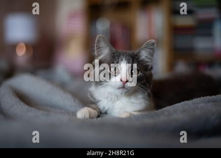 Grey and white kitten with big eyes Stock Photo