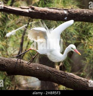 Beautiful Intermediate / Plumed Egret, Ardea intermedia, in flight among trees in city park in Australia Stock Photo