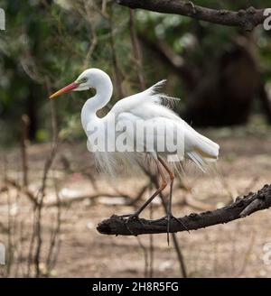Beautiful Intermediate / Plumed Egret, Ardea intermedia, with nuptial plumes perched in tree in city park in Australia Stock Photo