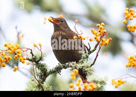 female blackbird turdus merula eating orange rowan berries, Scotland, UK Stock Photo