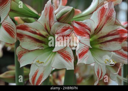 Red and white hippeastrum (Amaryllis) Ambiance blooms in a garden in April Stock Photo