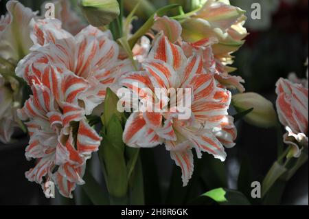 Red and white double-flowered hippeastrum (Amaryllis) Dancing Queen blooms in a garden in April Stock Photo