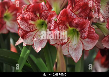 Red and white hippeastrum (Amaryllis) Flamenco Queen blooms in a garden in April Stock Photo