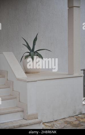 Century plant (Agave americana) grows in a white vase at the entrance of Croatian house in July Stock Photo