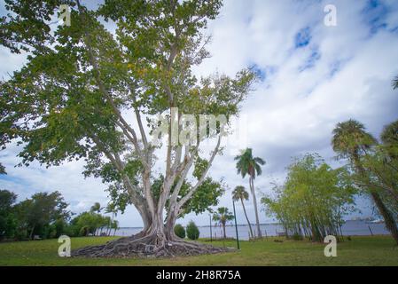 Banyan tree at Thomas Edison Estate in Fort Myers, Florida Stock Photo