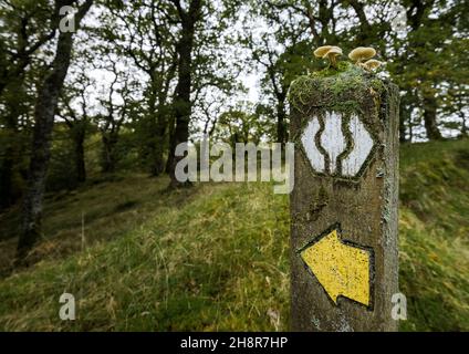 Wooden post with moss and toadstools growing on the top with route marker sign and arrow for the Southern Upland Way long distance foot path Stock Photo