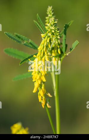 Close up of sweet yellow clover (melilotus officinalis) flowers in bloom Stock Photo
