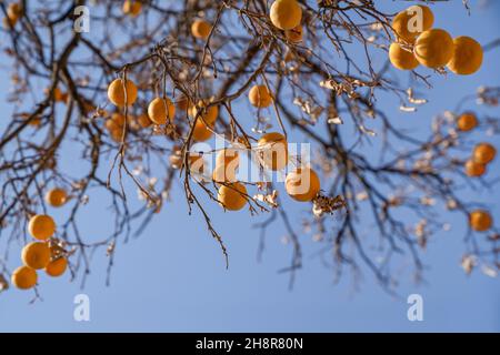 Concept of autumn, health and ecology. Oranges hang on dry branches without leaves against a blue sky.  Stock Photo