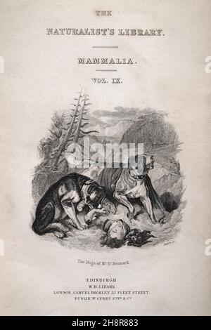 St. Bernard dog rescuing a man from the snow, Title page for The Naturalist's Library, Sir William Jardine, Mammalia, Vol, IX, Dogs Stock Photo